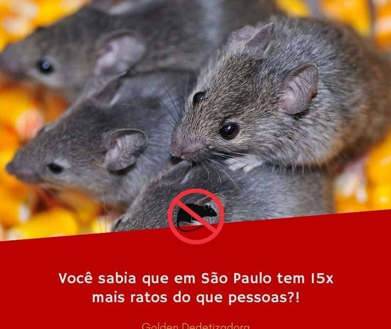São Paulo existe mais ratos do que pessoas