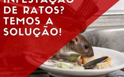 Infestação de ratos